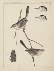 Madarak – U.S.P.R.R. Exp. & Felmérések, 35. párhuzamos