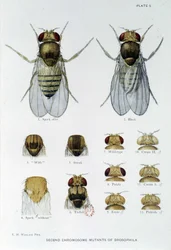 Abeilles - in "" Hozzájárulások a Drosophila melanogaster genetikájához"", Thomas H. Morgan