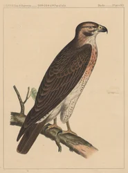 Madarak, XII. tábla, 1855