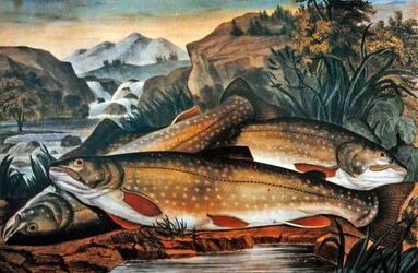 Brook Trout – Just Caught, kiadó: Currier & Ives, 1870 körül (színes litho)