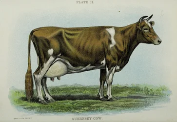 Guernsey Cow, Jacob Biggle „Biggle Cow Book”-jából