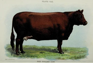 Red Polled Cow, Jacob Biggle „Biggle Cow Book”-ból
