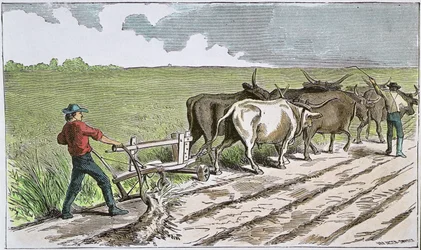 Sodbusters of the American West, 1880 körül (színes metszet)