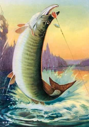Sporthorgászat: Ugrás Muskie