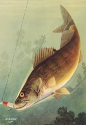 Sporthorgászat: Walleye csalit