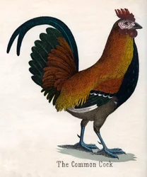 A közönséges kakas