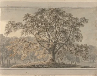 Kilátások Angliában, Skóciában és Walesben: Ash a Londesbro Parkban, 1800. május