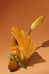 Ikebana 02, 2018 (fotózás)