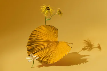 Ikebana 05, 2018 (fotózás)