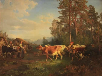 Szarvasmarhák hazafelé tartva