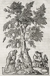 Kenyérgyümölcsfa, metszet Andre Thevet (1504-1592), Párizs, Franciaország