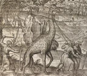 Zsiráf, metszet a Cosmographie Universelle-ből