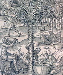 A zöld-foki-szigeteki lakosok pálmafákból italokat készítenek, metszet az Egyetemes Kozmológiából, Andre Thevet (1504-1592), Párizs