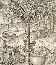 A Zöld-foki-szigetek lakói pálmafákból italokat készítenek, metszet az Egyetemes Kozmológiából, Andre Thevet (1504-1592), Párizs, Afrika, 1575