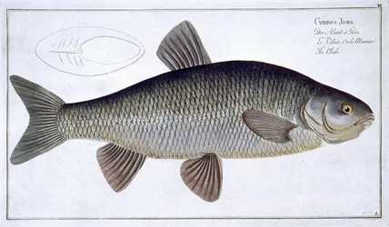 Chub (Cyprinus Jeses) VI. tábla az „Ichthyologie, ou histoire naturelle generale et specifice des poisson”-ból, Marcus Elieser Bloch (1723-99), vésette Gabriel Bodenehr (1673-1766), kiadva c.