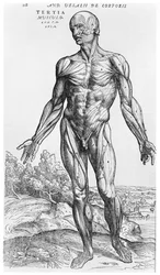 Anatómiai tanulmány, illusztráció Andreas Vesalius (1514-64) „De Humani Corporis Fabrica” című művéből, Bázel, 1543
