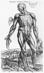 Anatómiai tanulmány, illusztráció Andreas Vesalius (1514-64) „De Humani Corporis Fabrica” című művéből, Bázel, 1543
