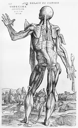 Anatómiai tanulmány, illusztráció a „De Humani Corporis Fabrica”-ból, Andreas Starr (1514-64) Basel, 1543