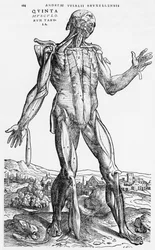 Anatómiai tanulmány, illusztráció Andreas Vesalius (1514-64) „De Humani Corporis Fabrica” című művéből, Bázel, 1543
