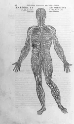 Andrea Vesalio (1514-1564), V. Károly orvosa