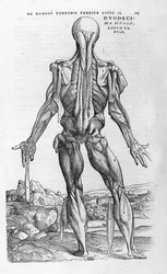 Andreas Vesalius (1514-1564), V. Károly orvosa. „Humani corporis fabrica libri septem”, Bázel, 1543