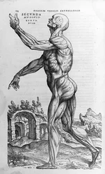 Andrea Vesalio (1514-1564), V. Károly orvosa. „Humani corporis fabrica libri septem”, Bázel, 1543.