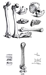 A tányérok Andreas Vesalius (1514-1564) De Humani Corporis Fabrica első könyvéből