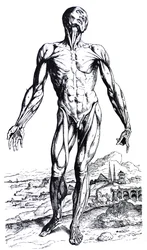 A De Humani Corporis Fabrica második könyvének táblái