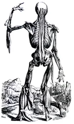 A tányérok a De Humani Corporis Fabrica második könyvéből