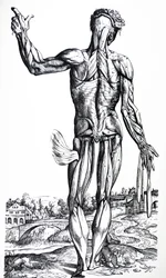 A tányérok a De Humani Corporis Fabrica második könyvéből