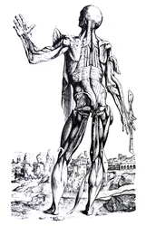 A tányérok a De Humani Corporis Fabrica második könyvéből