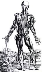 A tányérok a De Humani Corporis Fabrica második könyvéből