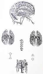 A lemezek a De Humani Corporis Fabrica harmadik könyvéből