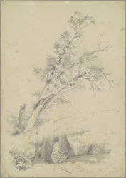 Fák, Hudson