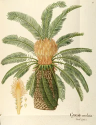 Szágópálma (Cycas revoluta Thunb), Cycadaceae, Angela Rossi Bottione, akvarell