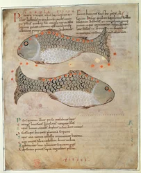 Cott Tib B V Par I 33v The Constellation Pisces a Kelet csodáiból, 1030 körül (vellum)