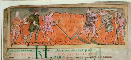 Cott Tib B V f.6v Betakarítás, naptárból, 1030 körül (vellum) (a 41681 részlete)