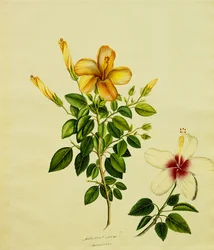 Studies of Hibisci, an Aloe és mások, 1840 körül
