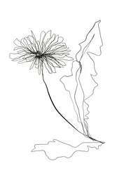 Pitypang vázlatrajz