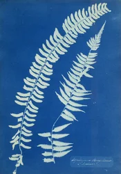 Asplenium Braziliense, Dél-Amerika, 1850 körül