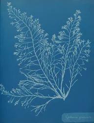 Cystoseira granulata, kb. 1853.