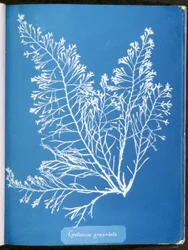 Cystoseira granulata, a "Photographs of British Algae: Cyanotype Impressions" című kiadványból, 1843–53.