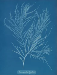 Desmarestia liqulata, kb. 1853.