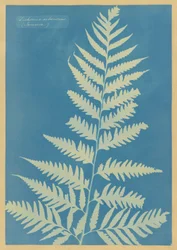Dichsonia arborescens, Jamaica