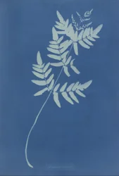 Osmunda Rigalis (Ausztrália)