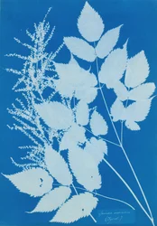 Spiraea arcus Tirol, 1851-54.