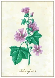 Malva sylvestris, 2015 (gouache)