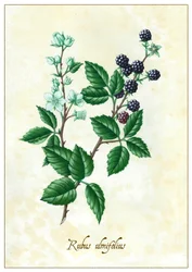 Rubus ulmifolius, 2015 (gouache)