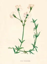 Field Chickweed, c1891, 1891