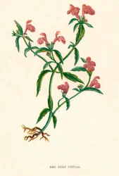 Vörös kendercsalán, c1891, 1891